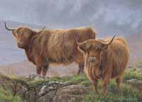 highland cattle